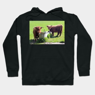 Highland Cattle in a Field Hoodie